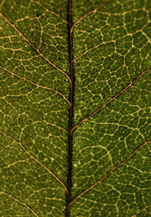 Obraz premium close up of leaf
