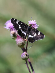 Second generation map butterfly feeding on Creeping Thistle 