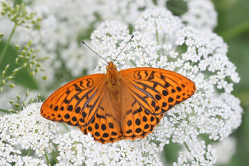 Silver-washed fritillary feeding on cow parsley