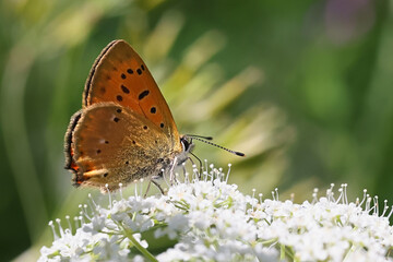 Obraz premium Scarce copper butterfly feeding on Cow Parsley 