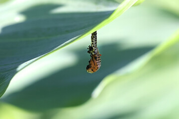 Poplar leaf beetle, larva turning into a pupa in a process called pupation