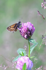 Large skipper, a butterfly feeding on red clover