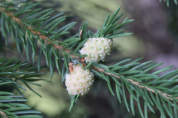 Pale spruce gall adelgid, a plant parasite forming galls on European spruce 