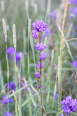Clustered Bellflower, wild plant from Finland