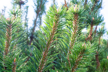 Detail of fresh spruce fir tree branches with young green needles and cones