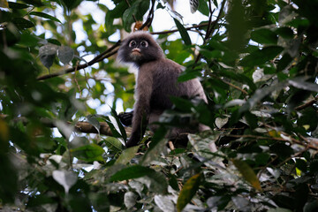 dusky leaf monkeys in tropical rainforest