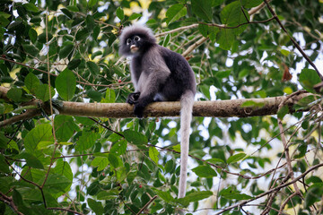 dusky leaf monkeys in tropical rainforest