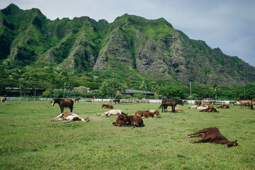 Horse ranch Kualoa Ranch Oahu Hawaii - obrazy, fototapety, plakaty