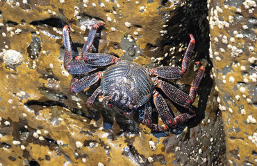 Moorish Crab or Red Crab (Grapsus adscensionis) on Lanzarote island