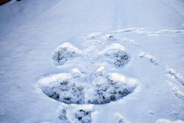 Fototapeta na wymiar Snow angel made by a child.