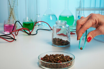 Hand takes black peppercorns seed from petri dish for test in a lab. Black peppercorns under...