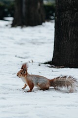 squirrel in the snow