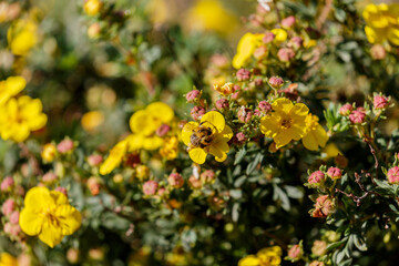 Blooming flower and bee in the garden