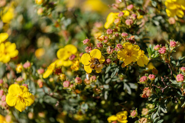 Blooming flower and bee in the garden