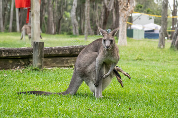 Mother kangaroo with joey young kangaroo too big for her pouch so his legs is sticking out. Australian camping encounter with wildlife marsupial animal