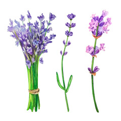 A set of watercolor lavender flowers, a bouquet of lavender flowers on an isolated white background