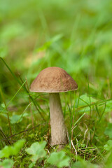 Mushroom growing on the mossy and grassy ground