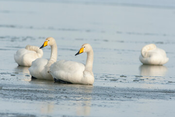 Group of beautiful large white  whooper swans, Cygnus cygnus resting on the sea ice during winter in Estonia - 482319843