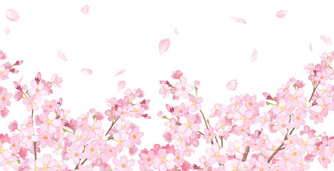 Obraz na płótnie Canvas 桜と散る花びらの横方向シームレスパターン。水彩イラスト。フレーム装飾。