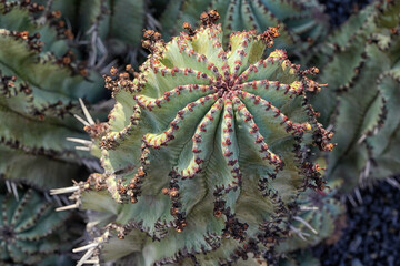 Nahaufnahme eines Kaktus