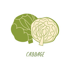 Cabbage head on a white background. Vector flat illustration with green vegetables. Organic plant food