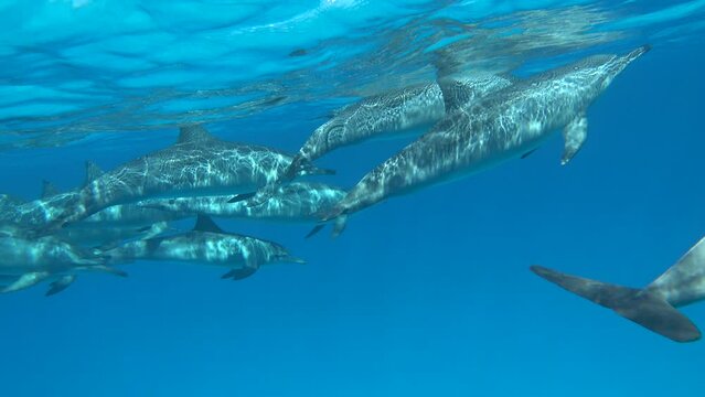 Dolphins. Spinner dolphin. Stenella longirostris is a small dolphin that lives in tropical coastal waters around the world. 