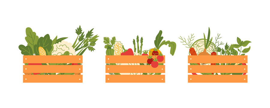 Fresh vegetables in wooden crates on a white background.  Vector flat illustration with organic plant food
