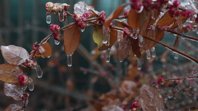 Autumn branches with red small flowers and leaves covered with ice after an autumn cold cyclone. Mainly cloudy. Close-up.