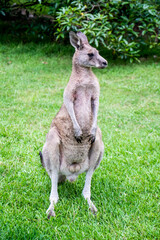Young male kangaroo stainding in the green grass in the bush. Australian wildlife marsupial animal