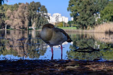 Beautiful Egyptian goose, duck, flew to the Winter Lake in Netanya