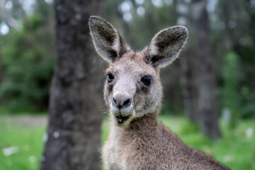 Male kangaroo close up portrait in the bush. Australian wildlife marsupial animal