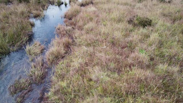 Aerial drone footage tilting up from a mossy peat bog, flowing river and Scots pine (Pinus sylvestris) forest to reveal the forested landscape and trees at Allt Mor in the Cairngorms National Park
