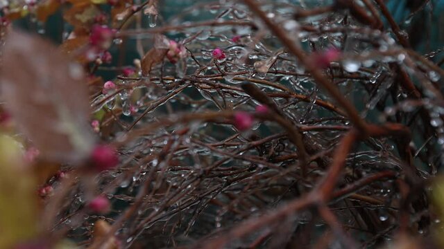 Autumn branches with red small flowers and leaves covered with ice after an autumn cold cyclone. Mainly cloudy. Close-up.