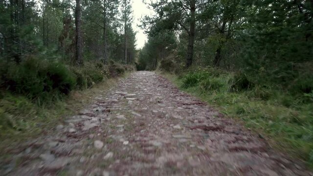 Aerial drone footage flying close to a trail through a Scots pine (Pinus sylvestris) forest, following a path towards trees under the canopy with heather and native plants along the trail edges