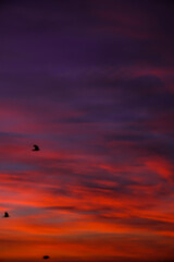 Vivid colourful clouds Dramatic Sky At Sunrise or Sunset. Orange red pink sky with beautiful clouds...