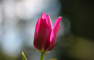 Delicate pink tulips on a natural blurry grey background with copy space for text. Selective soft focus