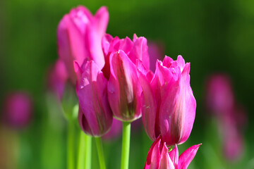 Pink tulips flower with selective focus, beautiful flower in garden plant, tulip spring-blooming