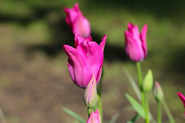 Fototapeta premium Pink tulip flower buds illuminated by sunlight. Soft selective focus, tulip close. Flower banner for florist store 