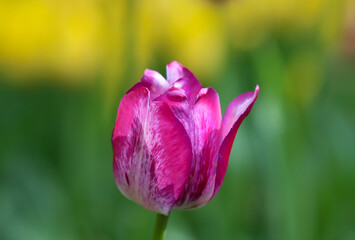 Delicate pink tulips in the garden on a natural green background. Selective soft focus