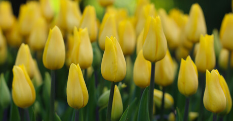 Obraz premium Spring background with beautiful yellow tulips, large format
