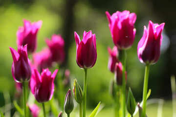 Pink tulips flower with selective focus, beautiful flower in garden plant, tulip spring-blooming