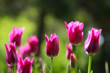 Beautiful bouquet of colorful tulips. Nature background