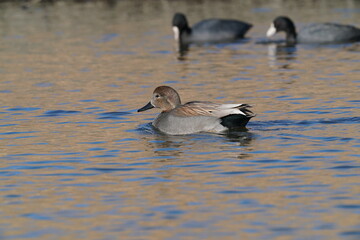 gadwall in the pond