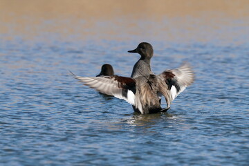 gadwall in the pond