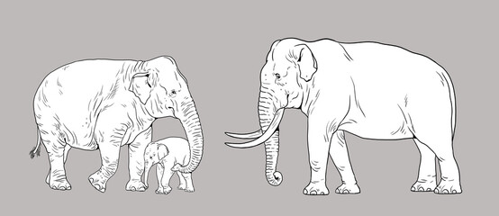 Asian elephant family. Elephant bull, cow and baby elephant. Digital template for coloring book.