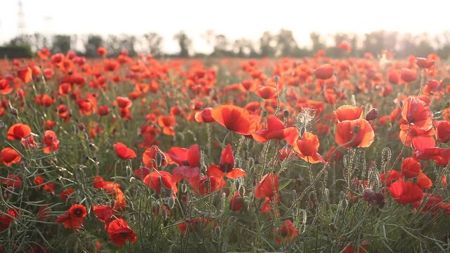 A field of poppies with red flowers at the time of sunrise. A light wind shakes the plants. Summer, sunny.
