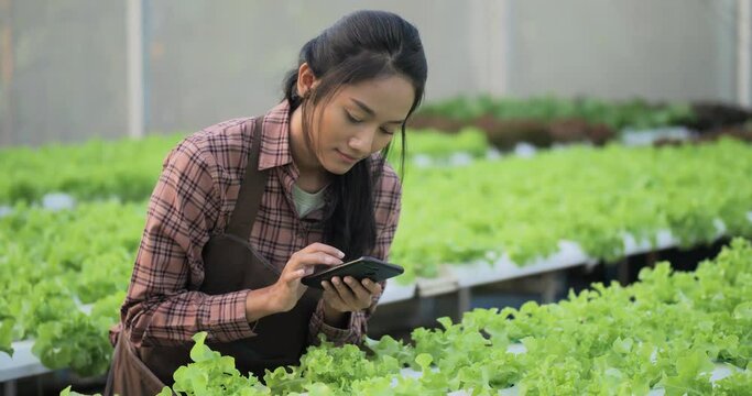 Young woman farmer working organic hydroponic vegetable garden at greenhouse. She using smartphone to work.