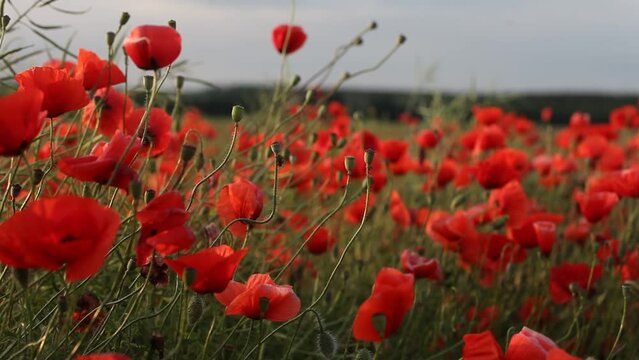 A field of poppies with red flowers at the time of sunrise. A light wind shakes the plants. Summer, sunny.