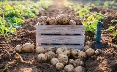 Fresh potatoes in a wooden box in a field. Harvesting organic potatoes.