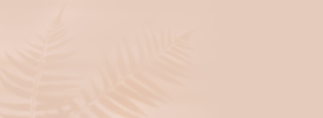 banner light pastel beige background shadow palm fern